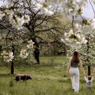 Kirschblüten. Kurz da, schnell wieder weg und genau deshalb jedes Jahr wieder so gut. 🌸

Ich liebe diese Zeit, weil es die ersten richtigen Frühlingstage sind. Alles blüht, alles wirkt sofort heller und das Setting funktioniert einfach von allein.

Das Kirschblütenshooting wird es nächstes Jahr wieder geben.
Wenn ihr dabei sein wollt, haltet euch schon mal das dritte Wochenende im April frei.

Die Plätze sind begrenzt und gehen schnell weg.

#kirschblütennürnberg
#cherryblossomshooting
#familienfotografnürnberg
#paarshootingfranken